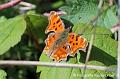2017-04-04 (4304-u) Vlinder oranje Fuut Insecten, slakken  Maasplassen Chiwawa's